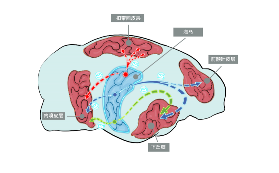 杏宇官网：我国科学家成功解析小鼠海马单神经元全脑投射规律